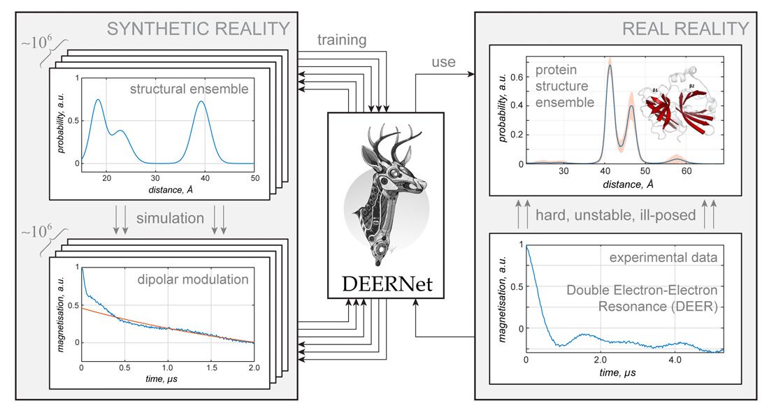 图3。DEERNet的原理图，这是一个用MATLAB编写的深度神经网络基础设施，使用统计和机器学习工具箱来解决一个著名的结构生物学问题:未配对电子之间的距离测量。