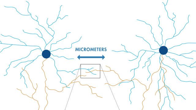 Reconstrucción de mapas neuronales a partir de datos de microscopía electrónica con深度学习
