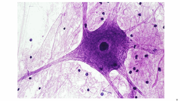 《大脑内部:神经元模型》