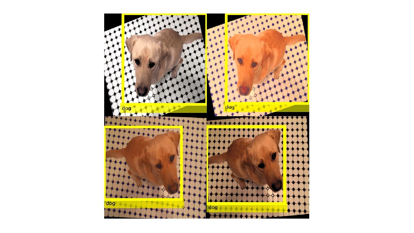 狗的四张图片，展示了如何执行常见类型的图像和边界框增强作为对象检测工作流程的一部分。