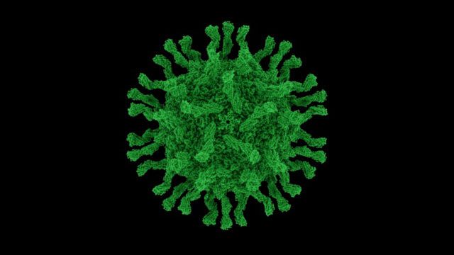 脊髓灰质炎病毒颗粒的特写图像。